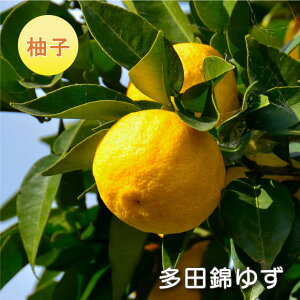 ʎ Mq c cуY ɂ䂸 ږؕc ڂ ʎc k kc ʎ A 