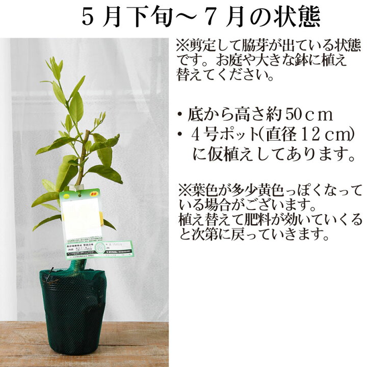 楽天市場】レモン 苗木 【アレンユーレカ】 1年生 接木苗 接ぎ木 果樹 