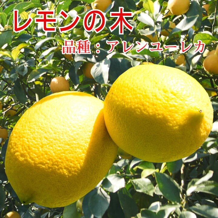 楽天市場】レモン 苗木 【アレンユーレカ】 1年生 接木苗 接ぎ木 果樹 