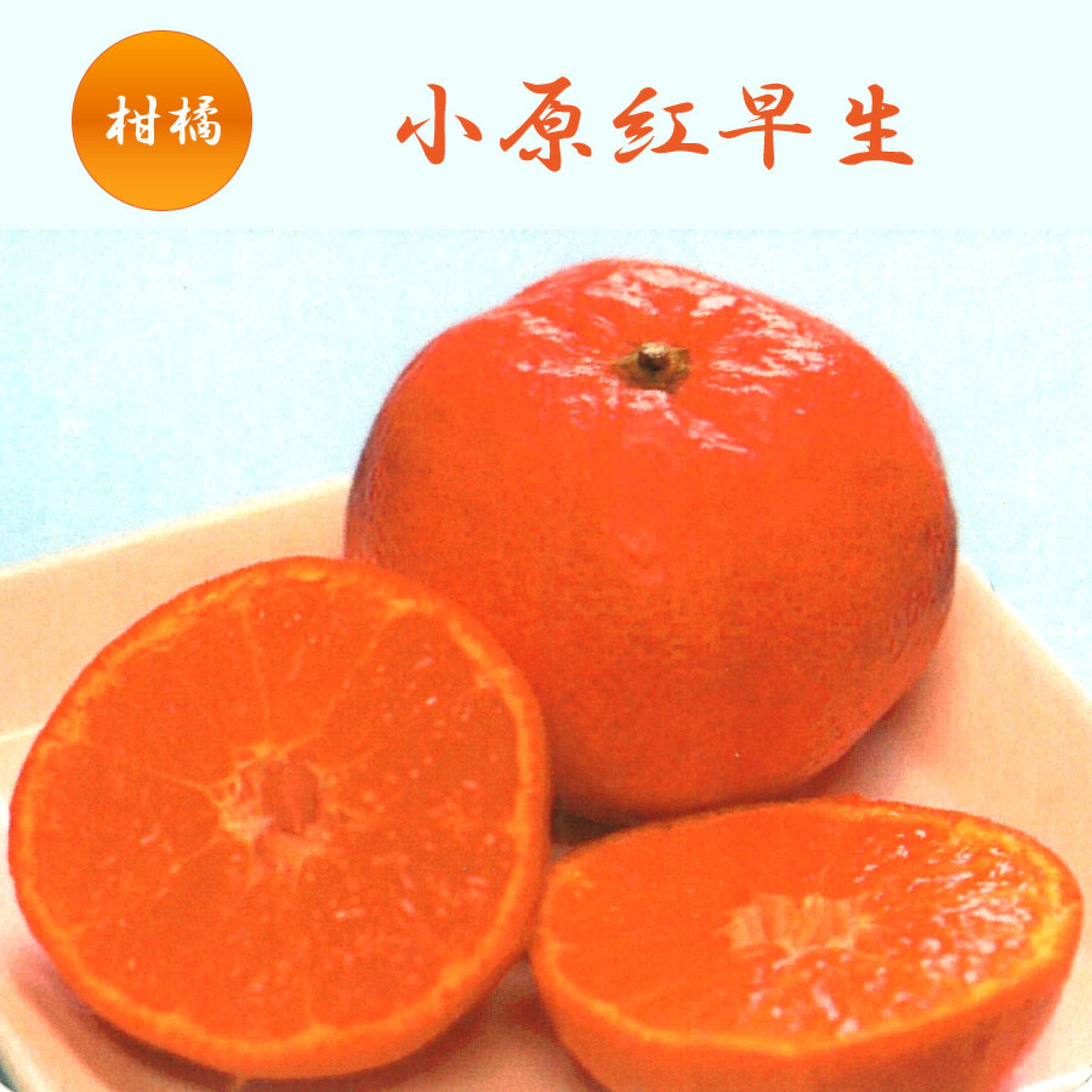 小原紅早生みかん