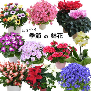 ܂ G߂̔ |XIԁI 4  6   v[g Mtg bZ[WΉ VN |Z`A vZ`A f}[NJN^X fhr[ J[ G