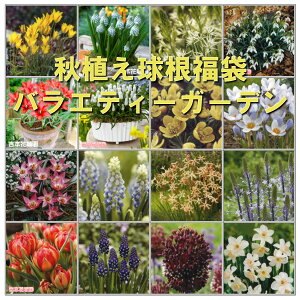 yll1Zbg܂Łz   oGeB[K[f i킨܂ 5i `[bv1+XJ1+qVX2+܂i2܁v5ił͂