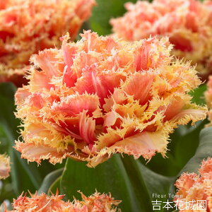 HA `[bv uXx  5 ty݁IHA̋