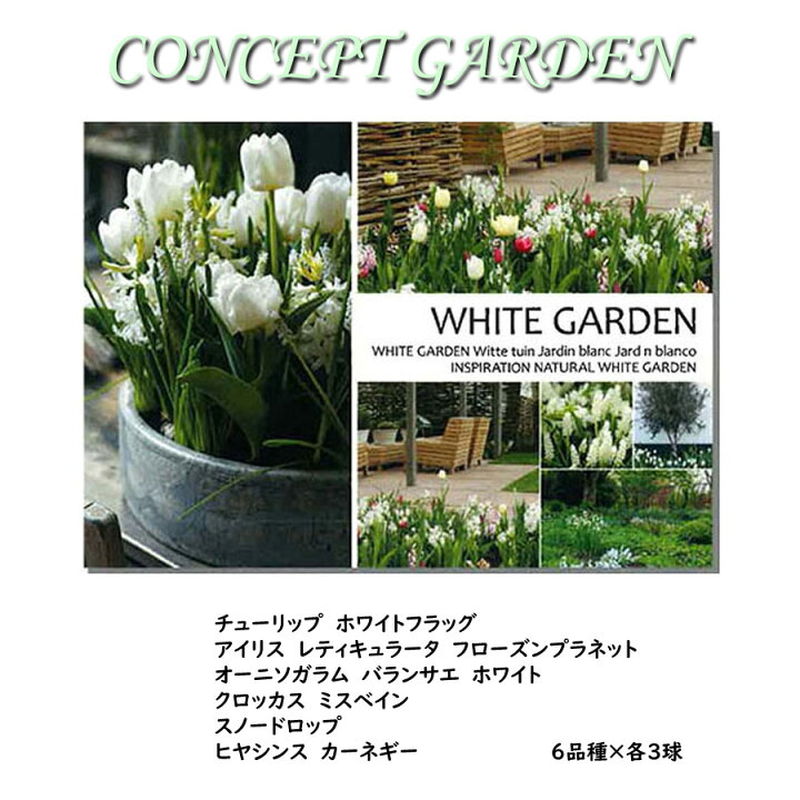 楽天市場 ご予約品9月末よりお届け コンセプトガーデン ホワイトガーデン チューリップ アイリス オーニソガラム スノードロップ ヒヤシンス 白 ホワイト 18球セット Fleur Town 吉本花城園