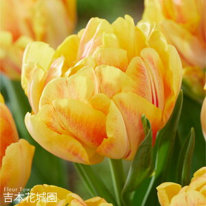 HA `[bv tHNV[tHbNXgbg  5 ty݁IHA̋