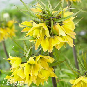 HA t`A A[[ZZ[V  1 ty݁IHA̋