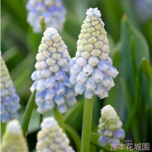 HA XJ AXJ  5 ty݁IHA̋