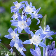 【予約品】 秋植え球根 チオノドクサ サルデンシス 球根 5球 春が楽しみ！秋植えの球根 9月下旬以降順次…