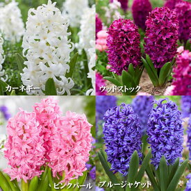ヒヤシンス 球根 4球セット Aセット 白ネット ヒアシンス ピンクパール ウッドストック ブルージャケット カーネギー 4色 香り も楽しめる