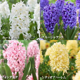 ヒヤシンス 球根 4球セット Bセット 赤ネット ヒアシンス フォンダンテ シティオブハーレム カーネギー ブルージャケット 4色 香り も楽しめる