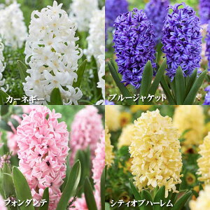 �q���V���X ���� 4���Z�b�g B�Z�b�g �ԃl�b�g �q�A�V���X �t�H���_���e �V�e�B�I�u�n�[���� �J�[�l�M�[ �u���[�W���P�b�g 4�F ���� ���y���߂�