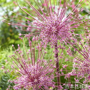 HA AE VxeB[  2 ty݁IHA̋