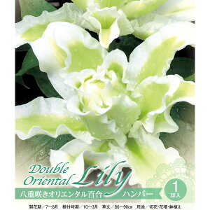 HA d炫IG^S _uOf[V[ 1 [Y[ ~JG [Y[ hEBi no[ ty݁IHA̋