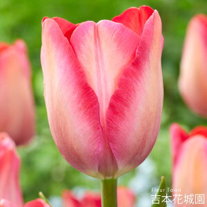 HA `[bv sNTEh  5 ty݁IHA̋