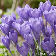 【予約品】 秋植え球根 クロッカス トマシニアヌス ハミングバード 球根 5球 春が楽しみ！秋植えの球根 9…