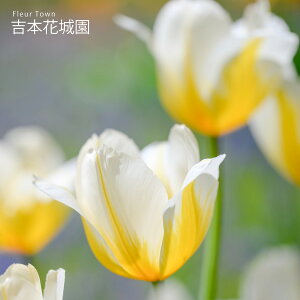 HA ug `[bv VtH  4 ty݁IHA̋