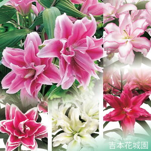 HA d炫IG^S [Y[~bNX  3 ty݁IHA̋