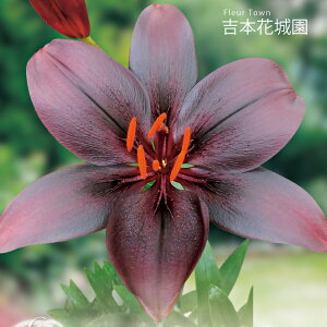 HA S ԐF  2 ty݁IHA̋