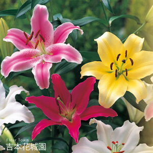 HA IG^ S  ~bNX  5 ty݁IHA̋