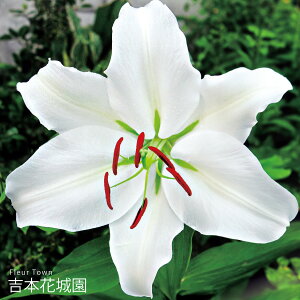 HA X[p[WCAgJTuJ S   1 ty݁IHA̋