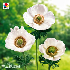 秋植え球根 アネモネ 一重咲き白色 ホワイト 球根 20ml 春が楽しみ！ 秋植えの球根