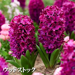 qVX  ͔| Zbg VASE VO p 1p Iׂ6i qVX k͔| eƋ̃Zbgł