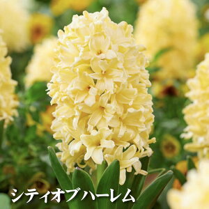 qVX  ͔| Zbg VASE VO p 1p Iׂ6i qVX k͔| eƋ̃Zbgł