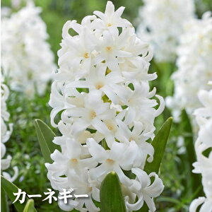 qVX  ͔| Zbg VASE VO p 1p Iׂ6i qVX k͔| eƋ̃Zbgł