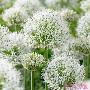 HA AE zCgWCAg  1 ty݁IHA̋