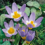 【予約品】 秋植え球根 クロッカス シーベリー トリカラー 球根 5球 春が楽しみ！秋植えの球根 9月下旬以…