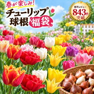 【P5倍エントリーで】 早割 チューリップ 球根 福袋 25球 4品種以上 おまかせセット 秋植え球根 変わり咲…