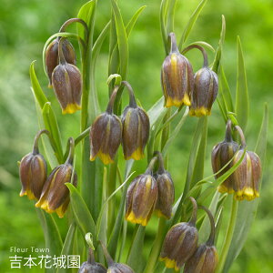 HA t`A EoosX  5 ty݁IHA̋