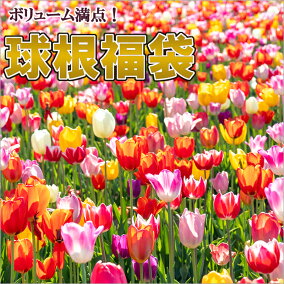 楽天市場 花の球根 人気ランキング1位 売れ筋商品 楽天市場 花の球根 人気ランキング1位 売れ筋商品