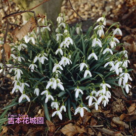 秋植え球根 スノードロップ ガランサス 一重咲 エルウィシー 球根 5球 春が楽しみ！秋植えの球根