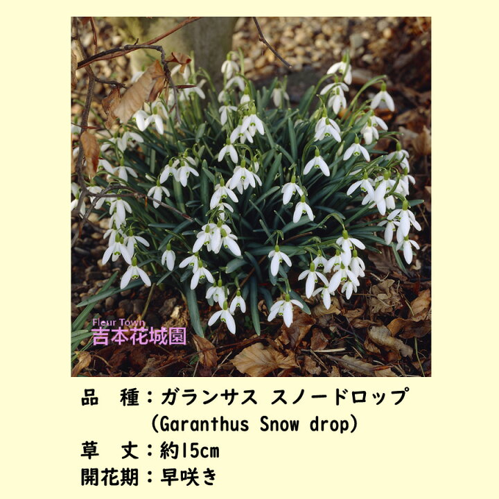 楽天市場】秋植え球根 スノードロップ ガランサス 一重咲 エルウィシー 