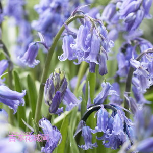 HA CObVu[xiqV\CfX mXNv^j  5 ty݁IHA̋