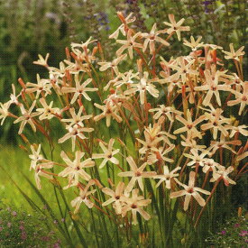 楽天市場 イキシア 花 ガーデン Diy の通販