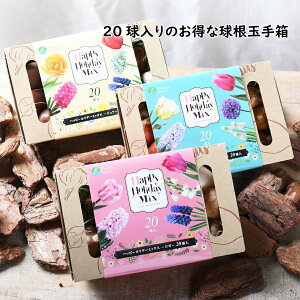 Iׂ3ށII20̂ȋʎ蔠 `[bv qVX AE XJ XCZ ACX J}VA