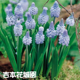 【予約品9月下旬以降順次発送】 秋植え球根 ムスカリ 球根 アズリュームブルー 5球