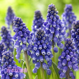 【予約品9月下旬以降順次発送】 秋植え球根 ムスカリ ブリングブリング 球根 5球