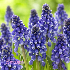 HA XJ uOuO  5 ty݁IHA̋