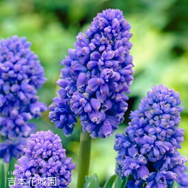 【予約品9月下旬以降順次発送】 秋植え球根 ムスカリ ブルースパイク 球根 5球