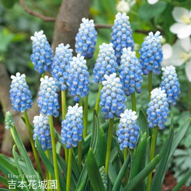 【予約品9月下旬以降順次発送】 秋植え球根 ムスカリ ペパーミント 球根 5球
