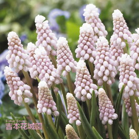 秋植え球根 ムスカリ ピンクサンライズ 球根 5球 春が楽しみ！秋植えの球根