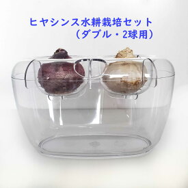 ヒヤシンス 球根 水栽培 セット VASE ダブル 球根用 2球用 選べる5パターン ヒヤシンス 水耕栽培 ※容器と球根のセットです※