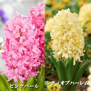 qVX  ͔| Zbg VASE _u p 2p Iׂ5p^[ qVX k͔| eƋ̃Zbgł