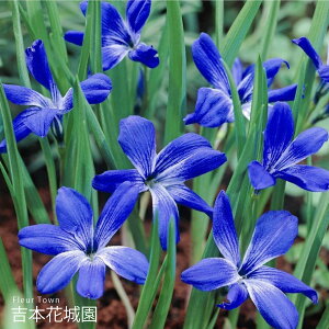 HA eRtBA VAmNbJX  2 ty݁IHA̋