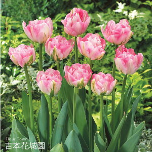 HA `[bv tBm[  5 ty݁IHA̋