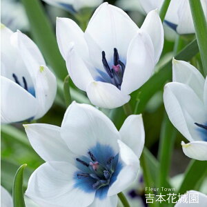 HA Ch `[bv q~X Ao RA IL|^  3 ty݁IHA̋