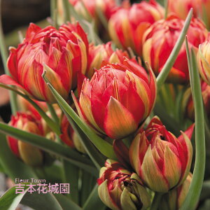 HA Ch `[bv q~X T}T  5 ty݁IHA̋